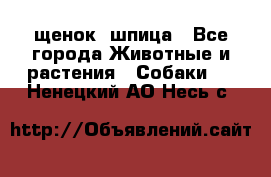 щенок  шпица - Все города Животные и растения » Собаки   . Ненецкий АО,Несь с.